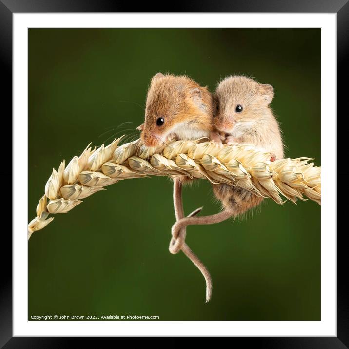 Harvest mice  Framed Mounted Print by John Brown