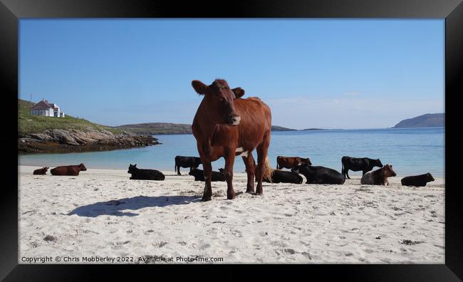 Cows on Vatersay Beach Framed Print by Chris Mobberley