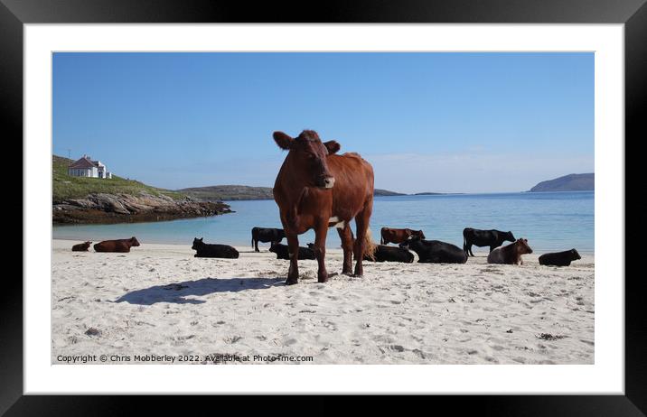 Cows on Vatersay Beach Framed Mounted Print by Chris Mobberley
