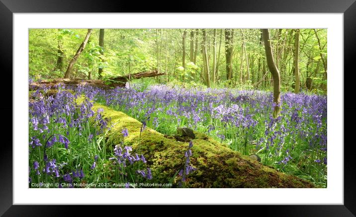 Bluebell woodland Framed Mounted Print by Chris Mobberley