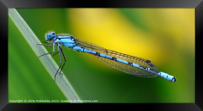 Common Blue Damselfly Framed Print by Chris Mobberley