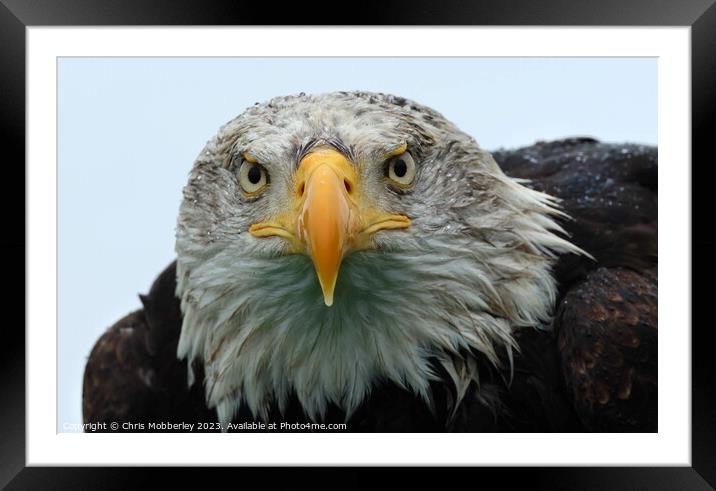 A close up of a Bald Eagle Framed Mounted Print by Chris Mobberley
