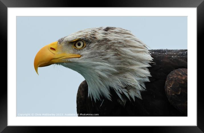 A close up of a Bald Eagle Framed Mounted Print by Chris Mobberley