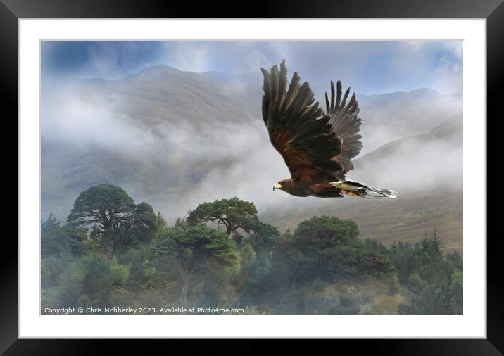 Harris Hawk display Framed Mounted Print by Chris Mobberley