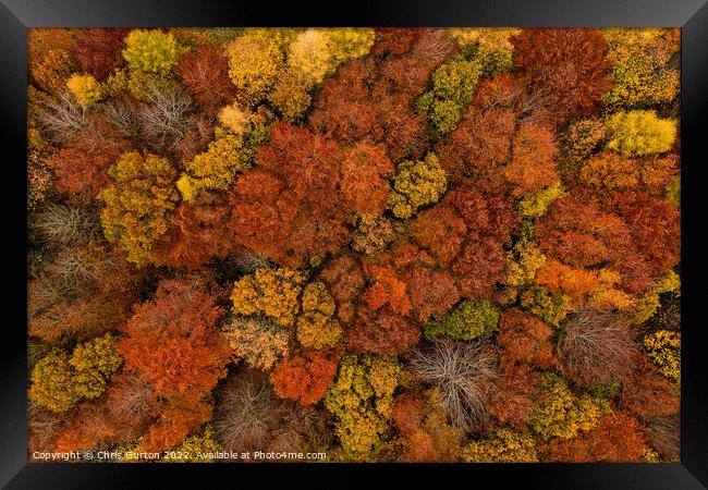Autumn Trees Framed Print by Chris Gurton