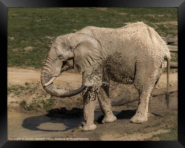 Elephant having shower Framed Print by DAVID KNIGHT