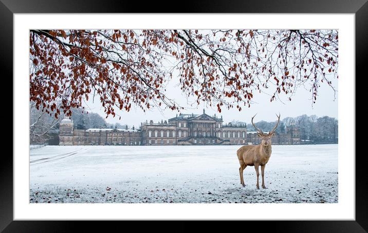 A Winter Stag at Wentworth Framed Mounted Print by Apollo Aerial Photography