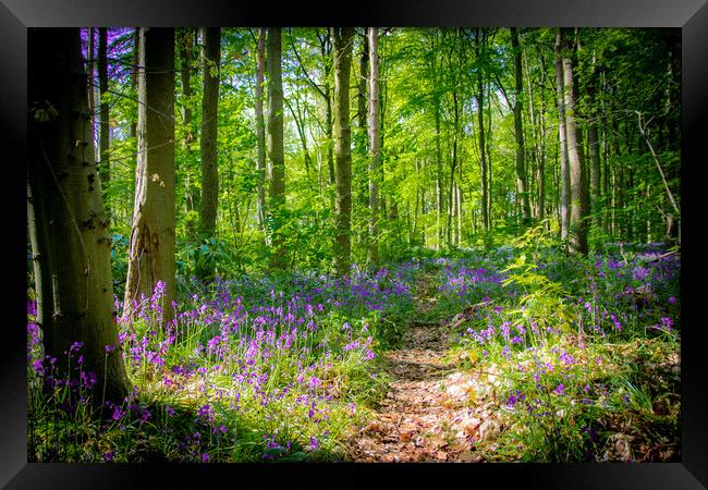 Bluebell Woodland Walk Framed Print by Apollo Aerial Photography