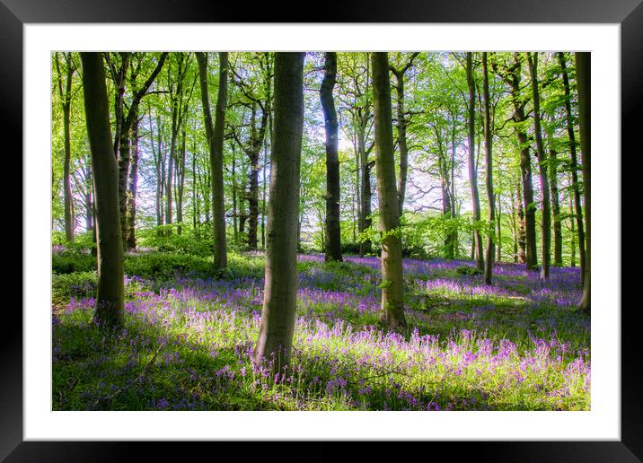 Bluebell Woods Framed Mounted Print by Apollo Aerial Photography