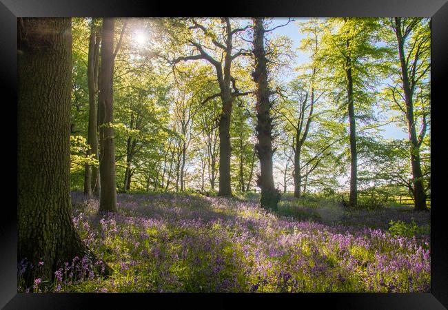 English Bluebell Wood Framed Print by Apollo Aerial Photography