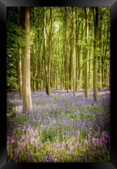 Bluebells In The Forest Framed Print by Apollo Aerial Photography
