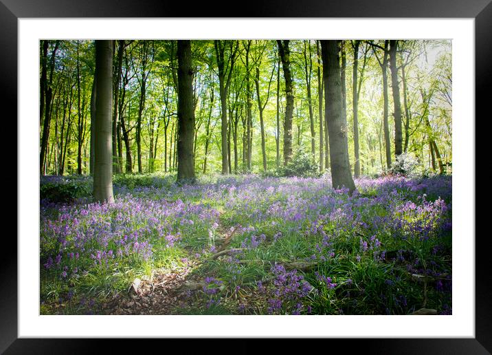 Bluebells in the Woods Framed Mounted Print by Apollo Aerial Photography