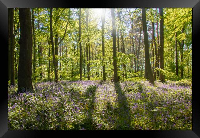 Bluebells In The Woods Framed Print by Apollo Aerial Photography