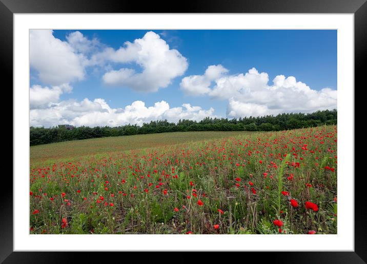 Field of Poppies Framed Mounted Print by Apollo Aerial Photography