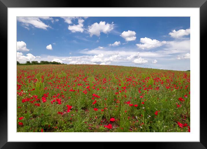 Poppy Field Landscape Framed Mounted Print by Apollo Aerial Photography