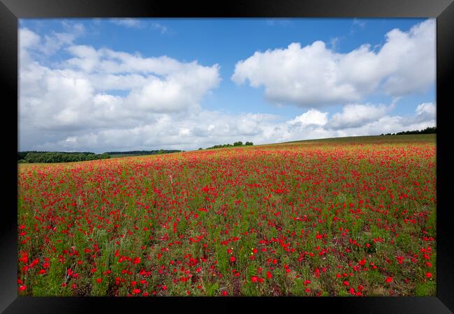 Flanders Fields Framed Print by Apollo Aerial Photography