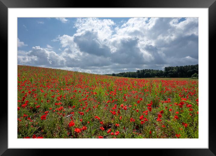 Poppy Field Framed Mounted Print by Apollo Aerial Photography
