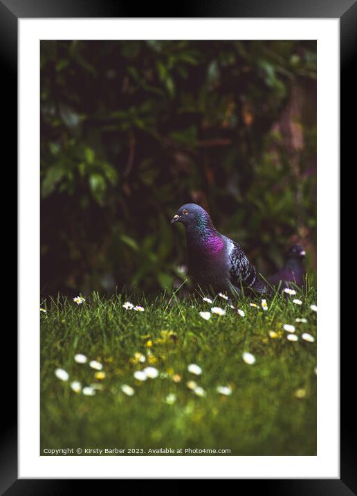 Pigeon Portrait Framed Mounted Print by Kirsty Barber