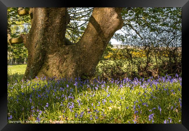 Tree Trunk In Field of Bluebells  Framed Print by Kirsty Barber