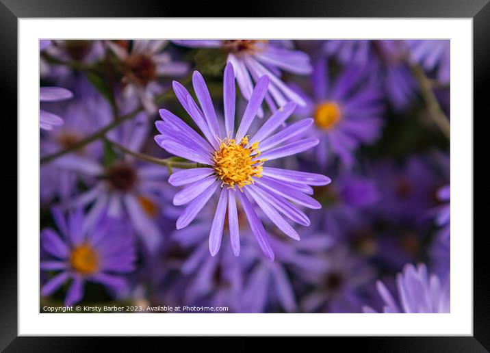 Purple Aster Framed Mounted Print by Kirsty Barber