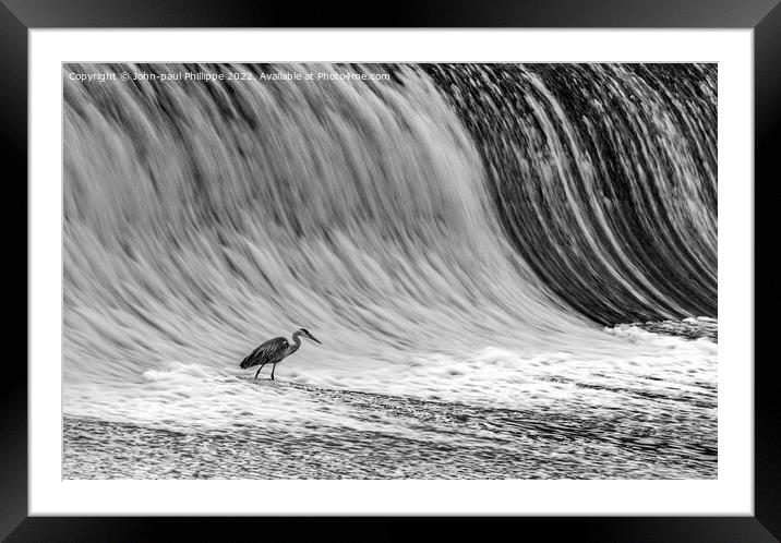 Heron On Weir Framed Mounted Print by John-paul Phillippe