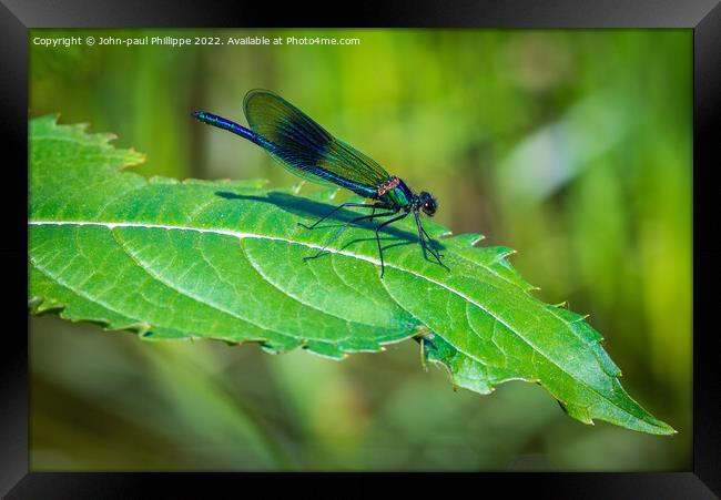 Damselfly Framed Print by John-paul Phillippe