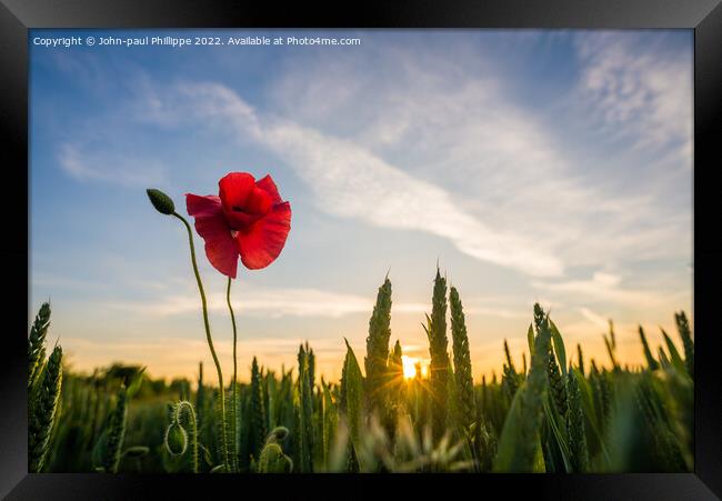Poppy Sunset Framed Print by John-paul Phillippe