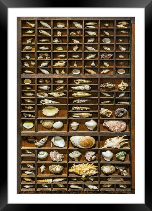 Shells  Framed Mounted Print by Horace Goodenough