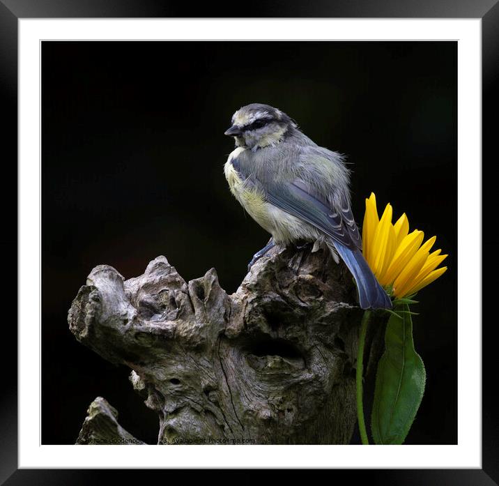 Blue Tit Framed Mounted Print by Horace Goodenough