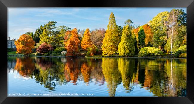 Autumn brilliance with dazzling colours bathed in  Framed Print by Sophie Lawrence