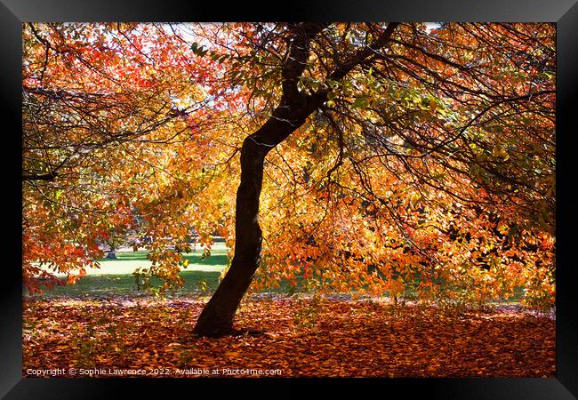 A canopy and a carpet of autumn hues Framed Print by Sophie Lawrence