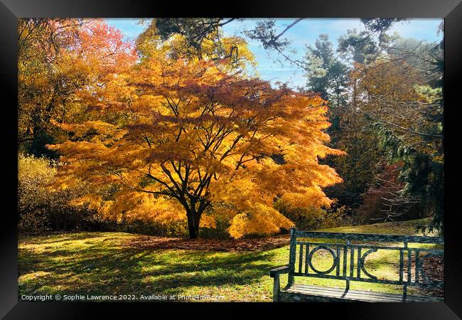 Another glorious acer  with yellow and orange tone Framed Print by Sophie Lawrence