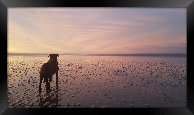 Dog on Beach admiring the sunset Framed Print by Mike Owen
