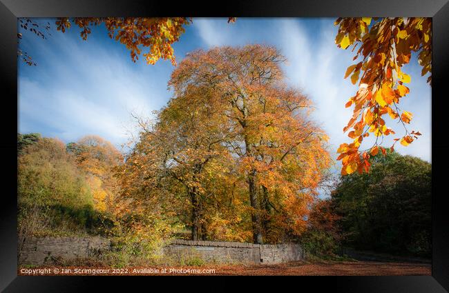 Autumn Framed Print by Ian Scrimgeour