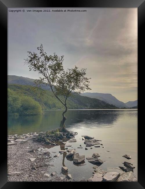 lonely tree on the shore of Llyn Padarn, Snowdonia Framed Print by  Ven Images
