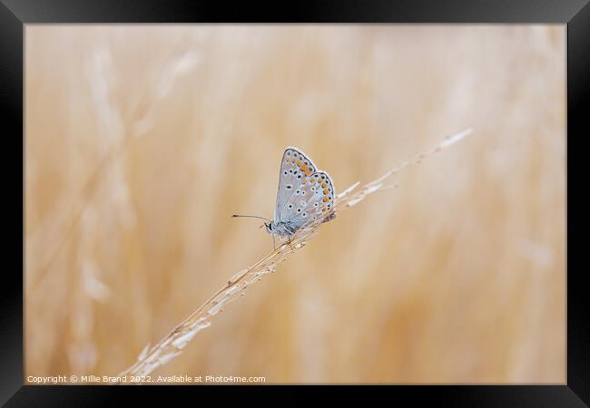 Brown Argus Butterfly Framed Print by Millie Brand