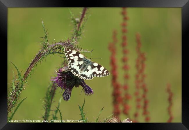 Marbled White Butterfly Framed Print by Millie Brand