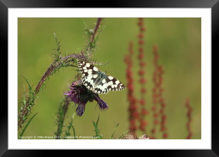 Marbled White Butterfly Framed Mounted Print by Millie Brand