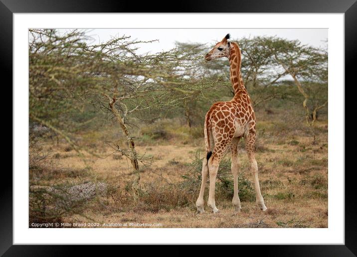 Baby giraffe Framed Mounted Print by Millie Brand