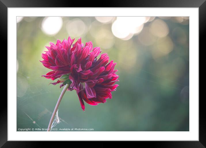 Dahlia in the garden Framed Mounted Print by Millie Brand