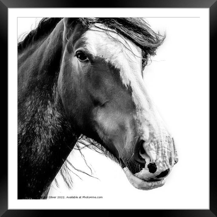 Clydesdale Just Looking Framed Mounted Print by Heather Oliver