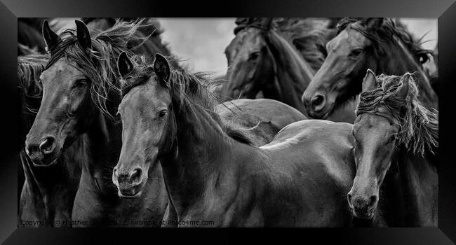 Friesian Horses Gathering Framed Print by Heather Oliver