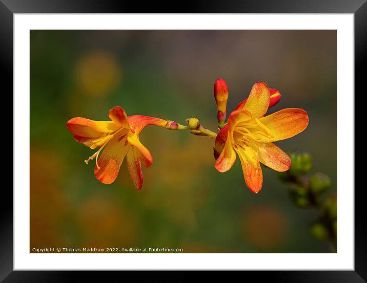 Orange blooms Framed Mounted Print by Thomas Maddison