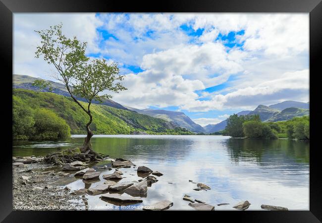 The Lonely Tree at Llanberis, Wales Framed Print by Adrian Burgess