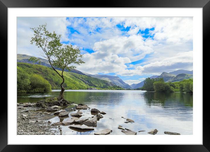 The Lonely Tree at Llanberis, Wales Framed Mounted Print by Adrian Burgess