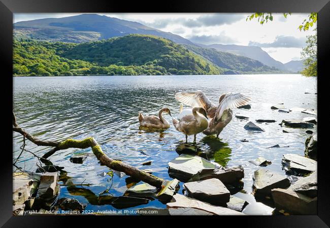 Majestic Mute Swans on Llyn Padarn, Wales Framed Print by Adrian Burgess