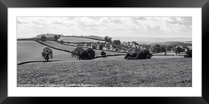 Orchard Overlooking Ellerhayes, Devon Framed Mounted Print by Adrian Burgess