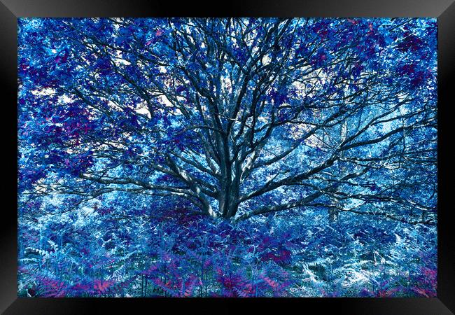 Grand Tree - Blue Framed Print by Adrian Burgess