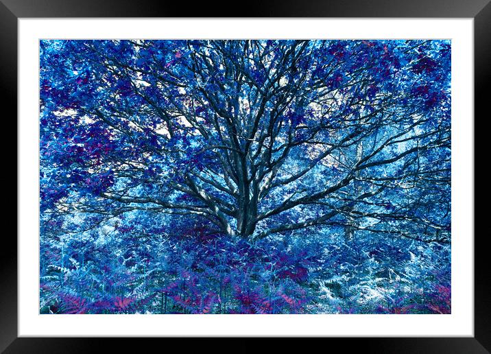 Grand Tree - Blue Framed Mounted Print by Adrian Burgess