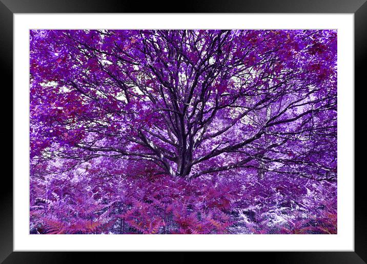 Grand Tree - Purple Framed Mounted Print by Adrian Burgess